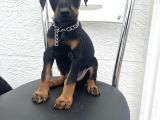 Europan Dobermanlar  Gel Gör Al