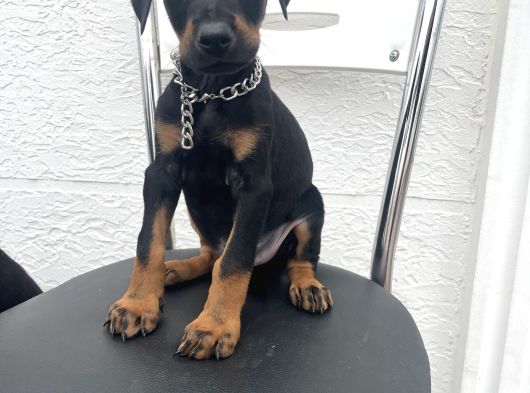 Europan Dobermanlar  Gel Gör Al görsel