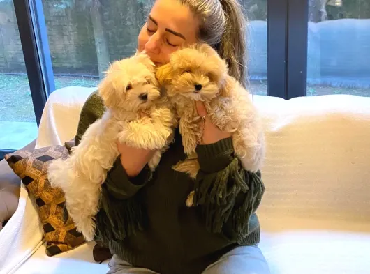 TÜRKİYENİN EN ÖZEL MALTİPOO YAVRULARİ ISTANBUL