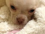 4 Aylık Chihuahua