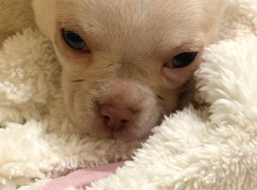 4 Aylık Chihuahua görsel