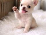 4 aylık chihuahua