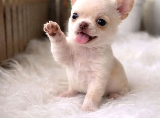 4 Aylık Chihuahua