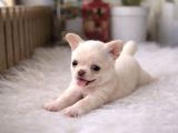 4 Aylık Chihuahua