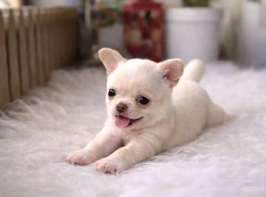 4 Aylık Chihuahua görsel