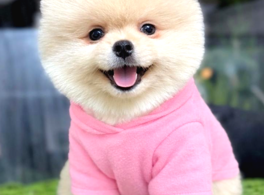 Boo Ayıcık Yavrumuz görsel