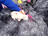 Referans Seviye Kehribar Göz Safkan Beyaz British Shorthair