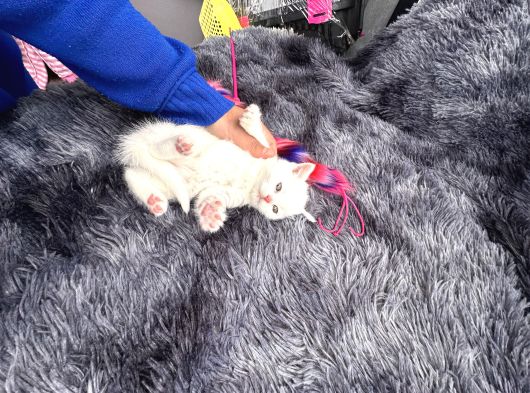 Referans Seviye Kehribar Göz Safkan Beyaz British Shorthair görsel