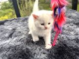 Referans Seviye Kehribar Göz Safkan Beyaz British Shorthair