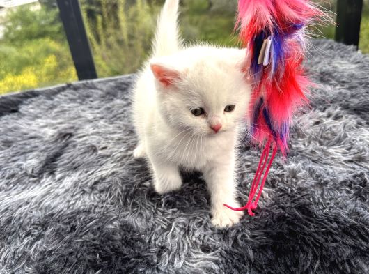 Referans Seviye Kehribar Göz Safkan Beyaz British Shorthair görsel