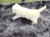 Referans Seviye Kehribar Göz Safkan Beyaz British Shorthair