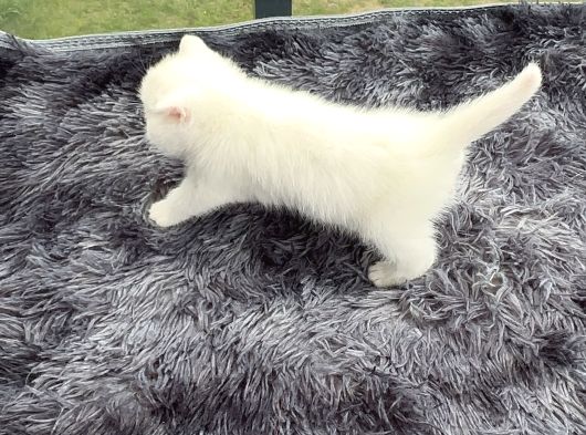 Referans Seviye Kehribar Göz Safkan Beyaz British Shorthair görsel