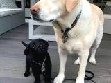 Labrador Retriever Yavrulari Istanbul