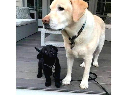 Labrador Retriever Yavrulari Istanbul görsel