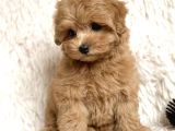 Toy Poodle Sevi̇mli̇ Yavrular Ev Üreti̇mi̇