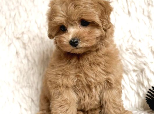 Toy Poodle Sevi̇mli̇ Yavrular Ev Üreti̇mi̇ görsel