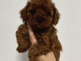 Toy Poodle Sevi̇mli̇ Yavrular Ev Üreti̇mi̇