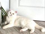 Referans Seviye Kehribar Göz Safkan Beyaz British Shorthair