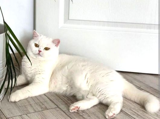 Referans Seviye Kehribar Göz Safkan Beyaz British Shorthair görsel