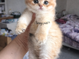 British Shorthair Golden Ny12