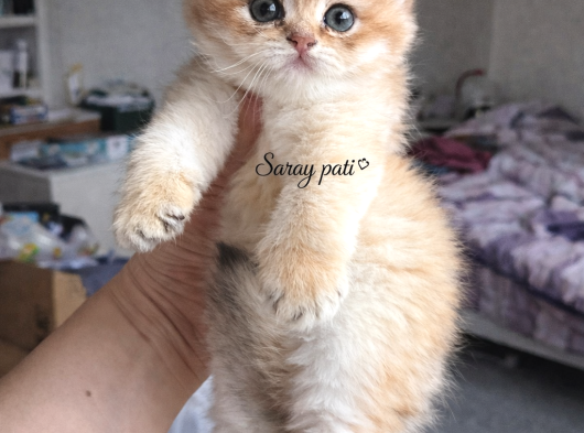 British Shorthair Golden Ny12 görsel