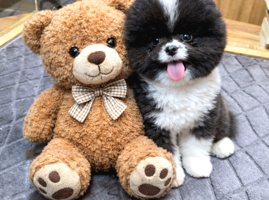 Panda Pomeranian Boo Yavrusu Kızımız