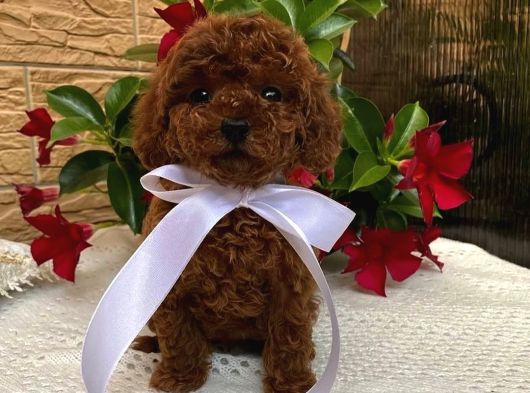 Mağazamızdan Red Ve Apricot Rengi Toypoodle Yavrularımız görsel
