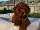 Mağazamızdan Red Ve Apricot Rengi Toypoodle Yavrularımız