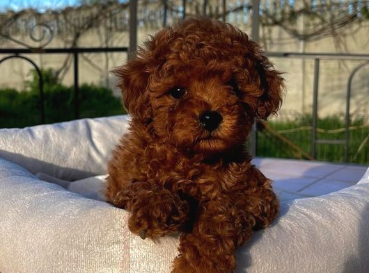 Mağazamızdan Red Ve Apricot Rengi Toypoodle Yavrularımız görsel
