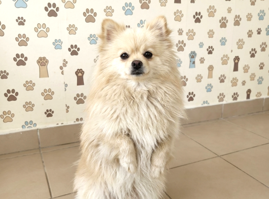 Pomerian Dişi görsel