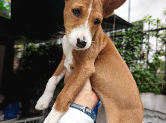 Türkiyede İlk Havlayaman Köpek görsel