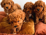 Tüy Dökmeyen Peluşlar