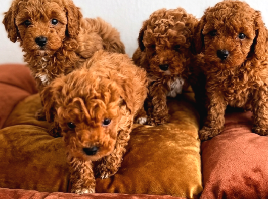 Tüy Dökmeyen Peluşlar görsel