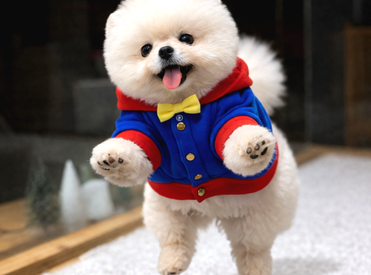 Tedy Bear Pomeranian Boo