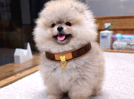 Model Oğlumuz Rubby görsel