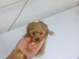 Teacup Minnaklarım Tuvalet Eğitimli