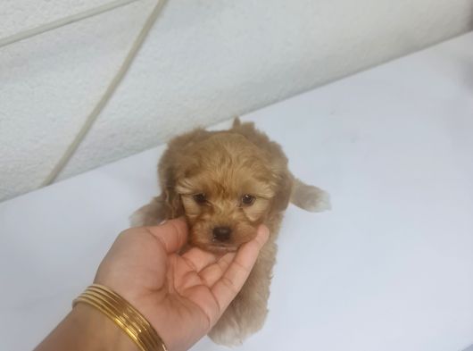 Teacup Minnaklarım Tuvalet Eğitimli görsel