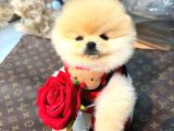Pomerri̇an Boo Sevi̇mli̇ Yavrular