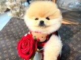 POMERRİAN BOO SEVİMLİ YAVRULAR