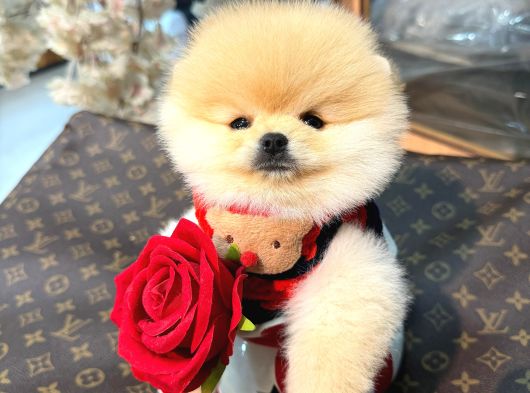 Pomerri̇an Boo Sevi̇mli̇ Yavrular