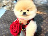 Pomerri̇an Boo Sevi̇mli̇ Yavrular