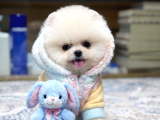 Oyuncak Ayı Gibi Pomeranian Boo