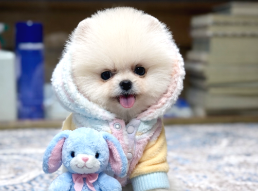 Oyuncak Ayı Gibi Pomeranian Boo görsel