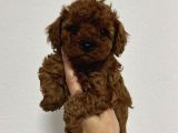 TOY POODLE SEVİMLİ YAVRULAR EV ÜRETİMİ