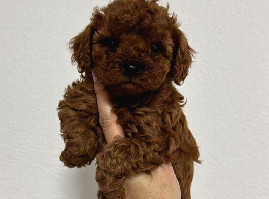 Toy Poodle Sevi̇mli̇ Yavrular Ev Üreti̇mi̇