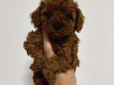 Toy Poodle Sevi̇mli̇ Yavrular Ev Üreti̇mi̇