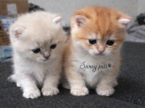 British Shorthair Golden Ny12