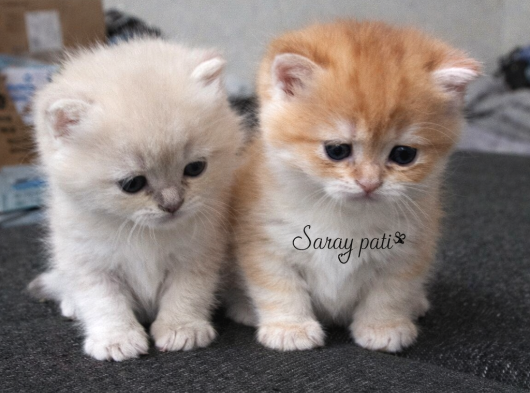 British Shorthair Golden Ny12 görsel