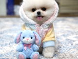 Oyuncak Ayı Gibi Pomeranian Boo