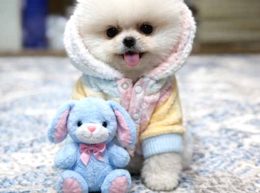 Oyuncak Ayı Gibi Pomeranian Boo görsel